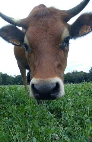 producteur laitier dans la Creuse (23)