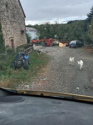 Nos chèvres